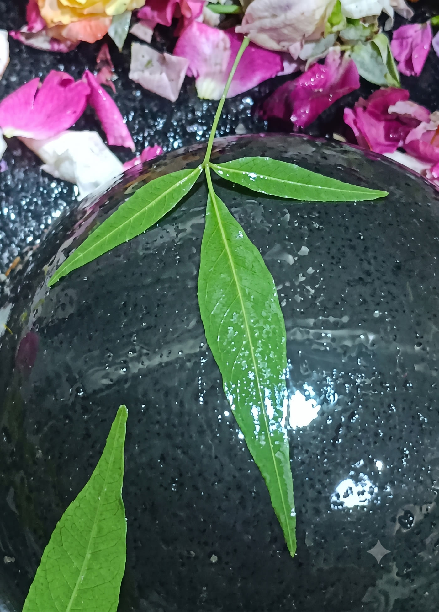 Wet bel patra leaves and rose petals offered on the Jyotirlinga